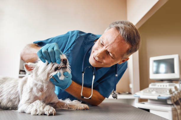 Best After-Hours Emergency Dentist in Park City, IL
